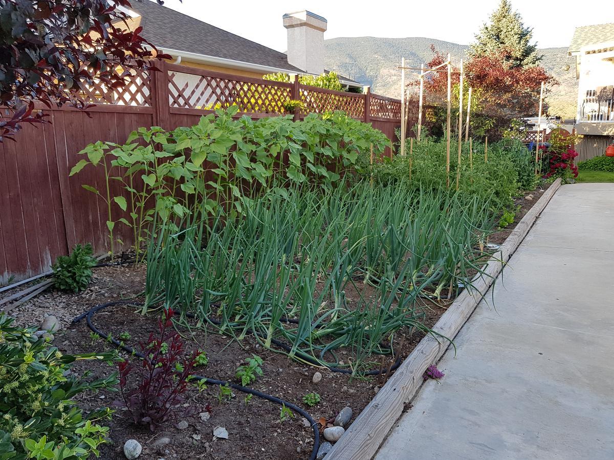 Garden Oasis B&B Oliver Exterior foto